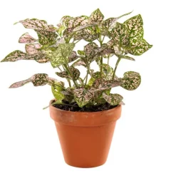 Plante à coupe variété au choix en pot en terre Ø 9 cm