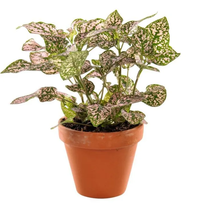 Plante à coupe variété au choix en pot en terre Ø 9 cm