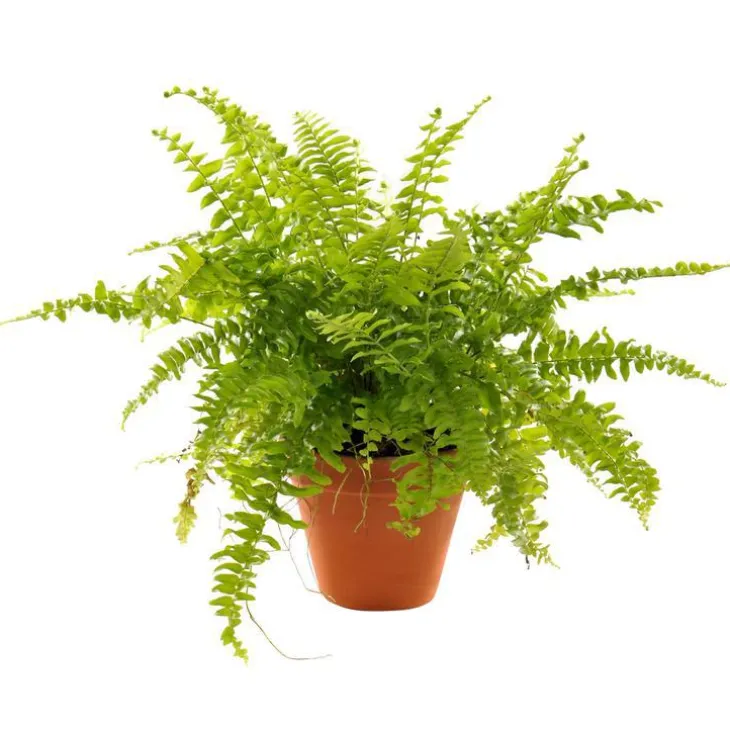 Plante à coupe variété au choix en pot en terre Ø 9 cm