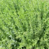Plante Amie Du Jardinier Hysope Bio. Le pot de 10,5 cm