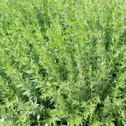 Plante Amie Du Jardinier Hysope Bio. Le pot de 10,5 cm