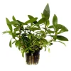 Plante aquatique Hygrophila Corymbosa Angustifolia en pot