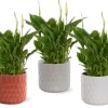 Plante fleurie Spathiphyllum - Ø 10,5 cm