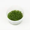 Plante Glossostigma elatinoide coloris vert en coupelle