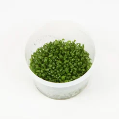 Plante Glossostigma elatinoide coloris vert en coupelle