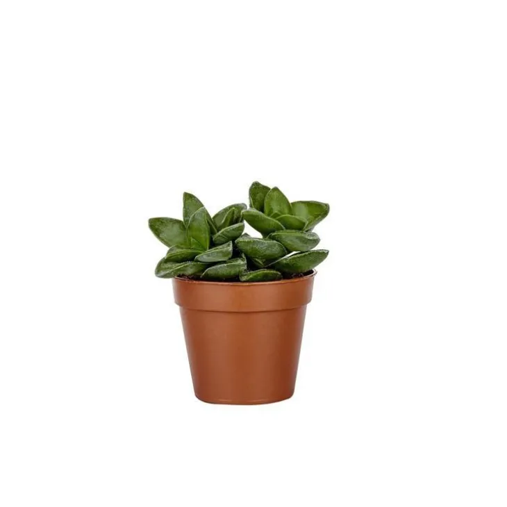 Plante grasse botanic® – Pot 5.5 cm