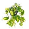 Plante philodendron Brasil TM - Ø 17 cm