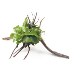 Plante sur racine