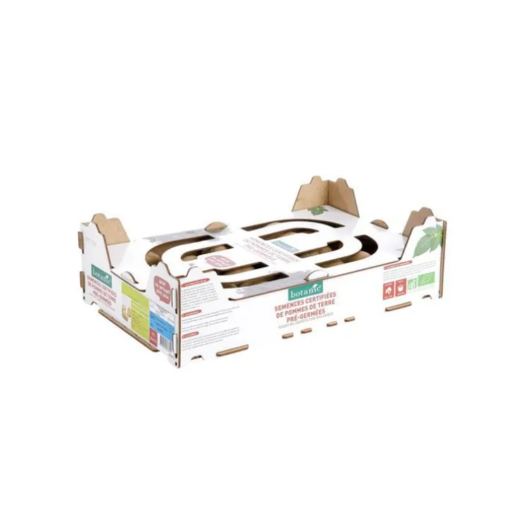 Plants de pomme de terre Delikatesse bio par 60