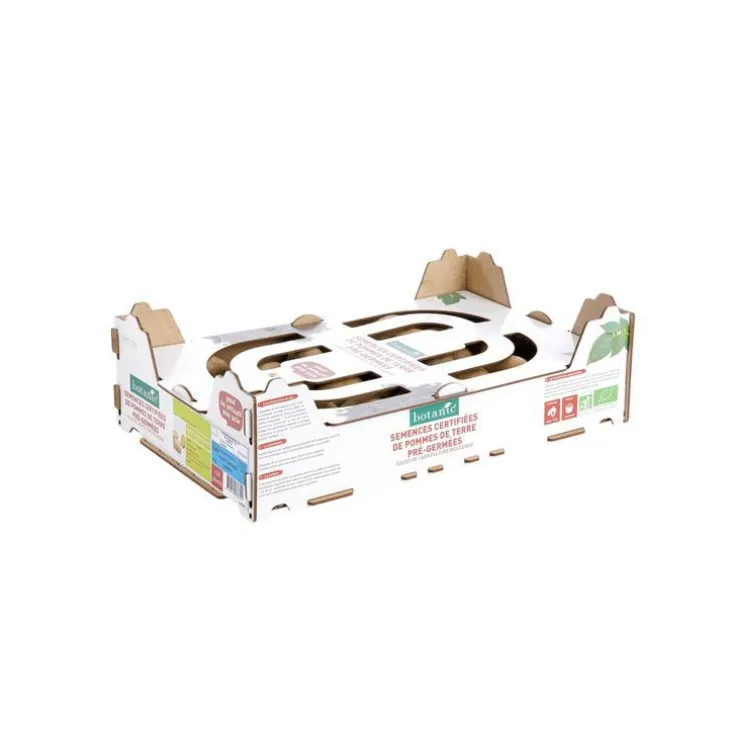 Plants de pomme de terre Delikatesse bio par 100