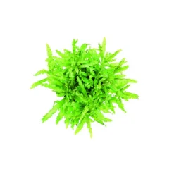 Pogostemon helferi