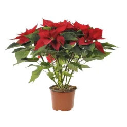 Poinsettia rouge en pot Ø 14 à 15 cm