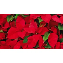 Poinsettia rouge en pot Ø 14 à 15 cm