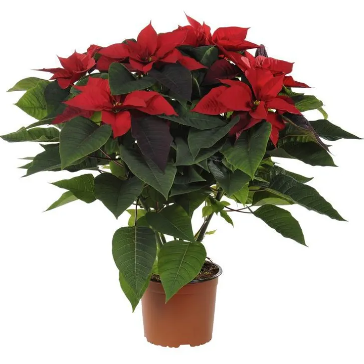 Poinsettia rouge en pot Ø 17 cm