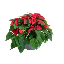 Poinsettia rouge. La coupe de 27 cm