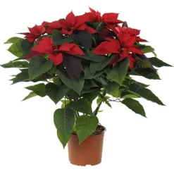 Poinsettia rouge pailleté. La coupe Ø 27 cm