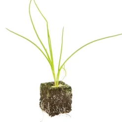 Poireau Maxim Bio. La motte de 4x4 cm