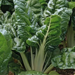 Poiree Verte Berac Bio. La barquette de 3 plants