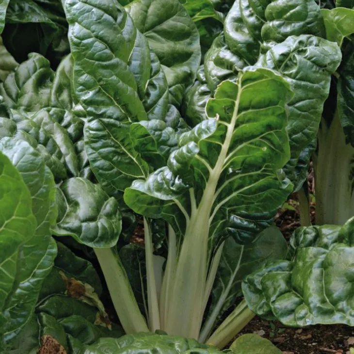 Poiree Verte Berac Bio. La barquette de 3 plants
