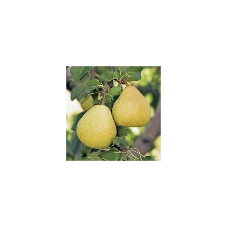 Poirier Delbardelice ® Delété. En racine nue, forme palmette U double