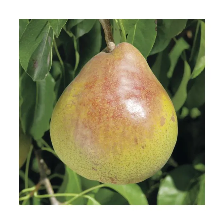 Poirier Delbardelice ® Delété. Le pot de 20 litres, forme palmette U double