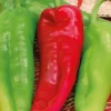 Poivron Corne De Boeuf Corno Di Toro Rosso Bio. Le pot de 10,5 cm