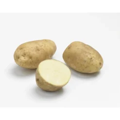 Pommes de terre Bintje calibre 28/35, 60 plants