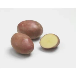 Pommes de terre Desiré bio calibre 0001, 10 plants