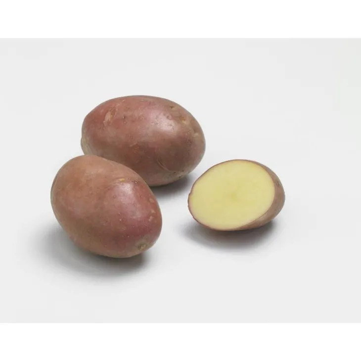 Pommes de terre Desiré bio calibre 0001, 10 plants