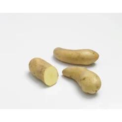 Pommes de terre Ratte calibre 25/32, 60 plants