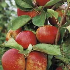 Pommier Belle De Bosckoop. Le pot de 25 litres