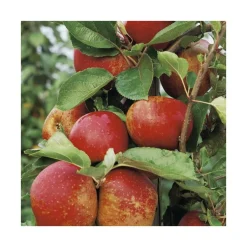 Pommier Belle De Boskoop. Le pot de 15 litres, forme 1/2 tige