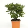 Pommier D'Amour - Le pot diam 12 cm