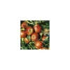 Pommier Delbard Jubile® Delgollune Bio. En racine nue, forme gobelet