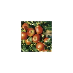 Pommier Delbard Jubile® Delgollune. En racine nue, forme gobelet