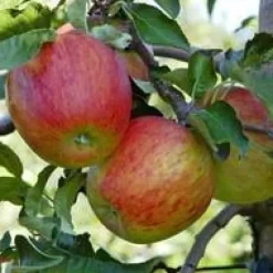 Pommier Elstar coloris rouge - 35 L