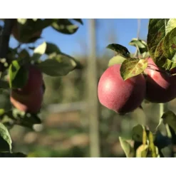 Pommier Festival Rouge ®. En racines nues, forme palmette U double