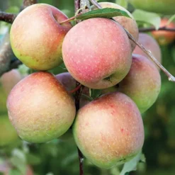 Pommier Fuji coloris multicolore - 35 L