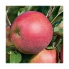 Pommier Melrose. Le pot de 12 litres, forme gobelet