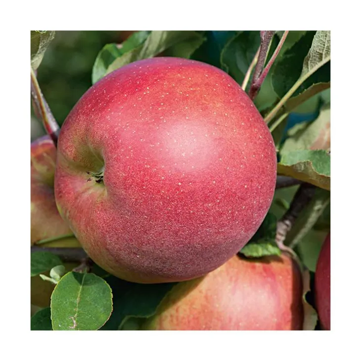 Pommier Melrose. Le pot de 12 litres, forme gobelet