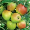Pommier Rambour D'Hiver. Le pot de 15 litres forme 1/2 tige