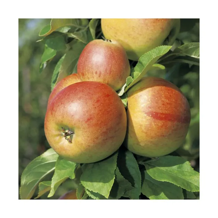 Pommier Reine Des Reinettes. Le pot de 12 litres, forme gobelet