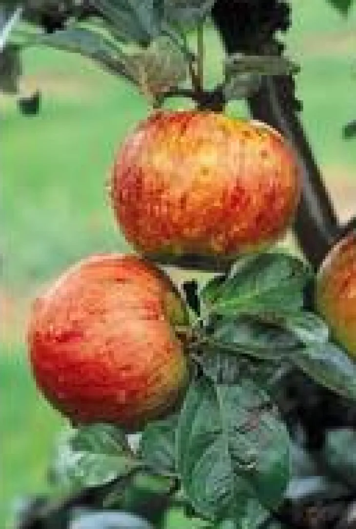 Pommier Reine Des Reinettes. En racine nue, forme 1/2 tige calibre 6/8