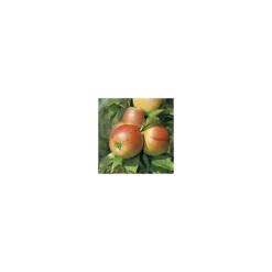 Pommier Reine Des Reinettes. En racine nue, forme palmette U double