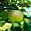Pommier Reinette Blanche Du Canada. Le pot de 12 litres, forme gobelet