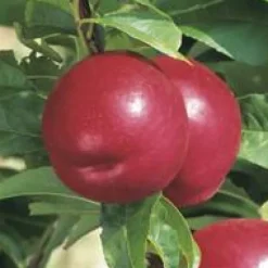 Pommier Reinette Grise Du Canada. En racine nue, forme palmette U simple