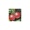 Pommier Royal Gala. En racine nue, forme 1/2 tige calibre 6/8