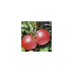Pommier Royal Gala. En racine nue, forme 1/2 tige calibre 6/8