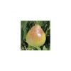 Pommier Tentation® Delblush. En racine nue, forme palmette U simple