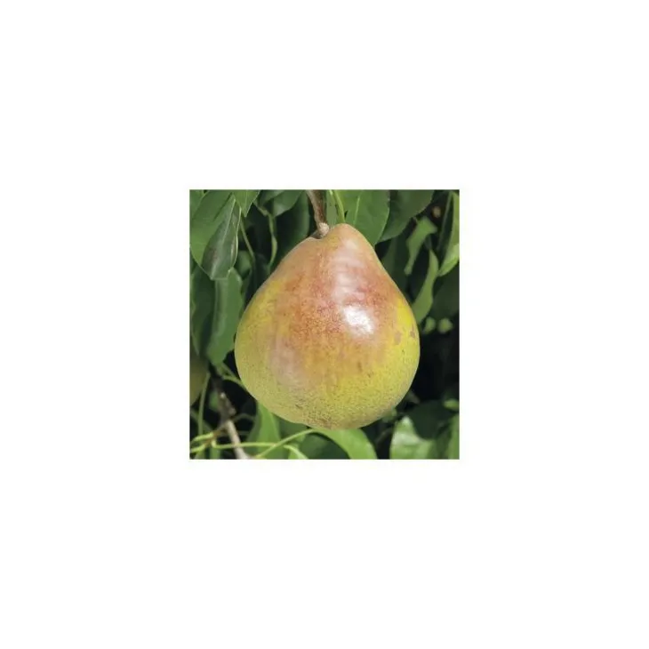 Pommier Tentation® Delblush. En racine nue, forme palmette U simple